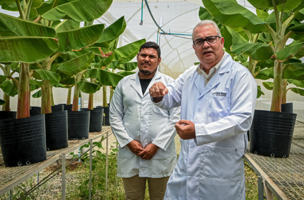 Pesquisa pioneira para controle biológico do moleque-da-bananeira